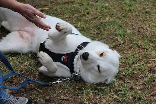 Dog training habits...teaching shake