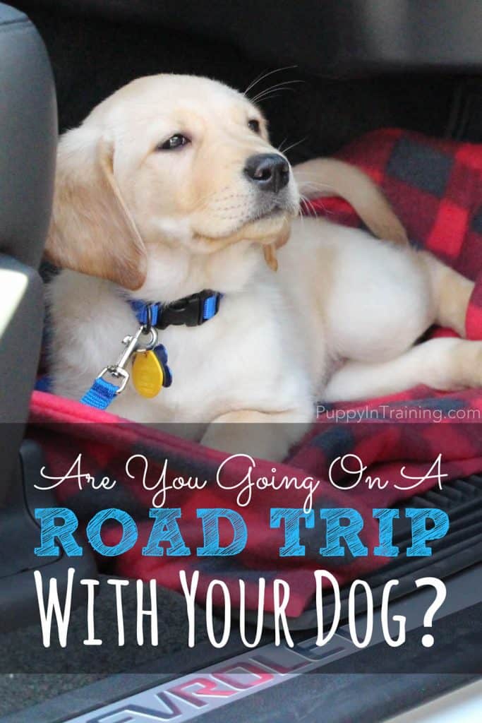 Dog Travel Checklist