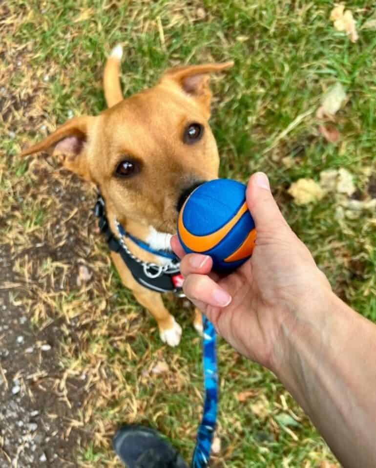 Wally practices the “leave it” command with a squeaky chuck-it ball. The reward is getting the ball when I release him.