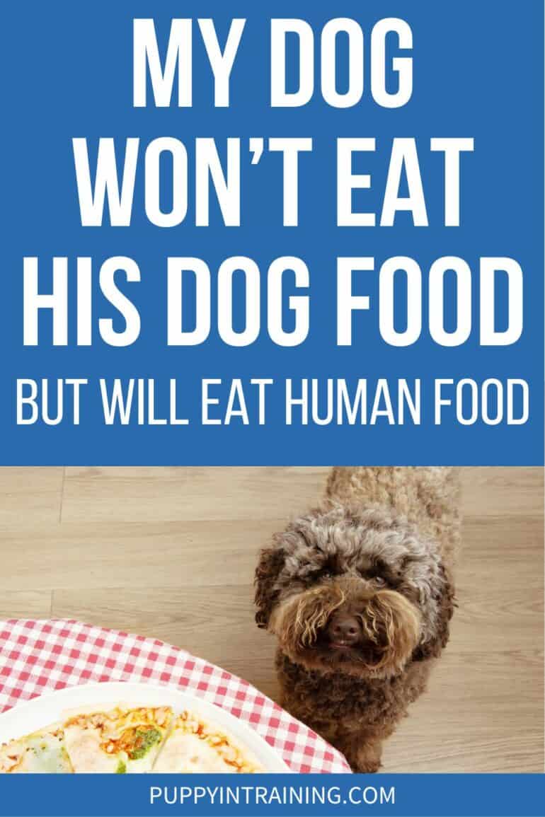 My Dog Won't Eat His Dog Food But Will Eat Human Food