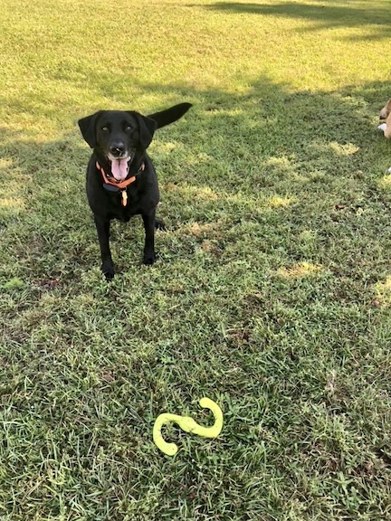 Client pup Macy with her Zogoflex Bumi fetch toy