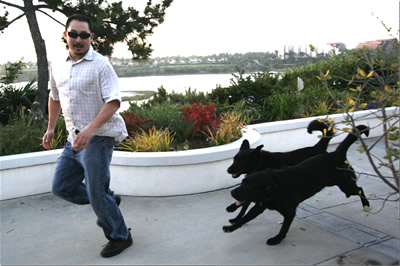 Two Black Dogs Chase Human