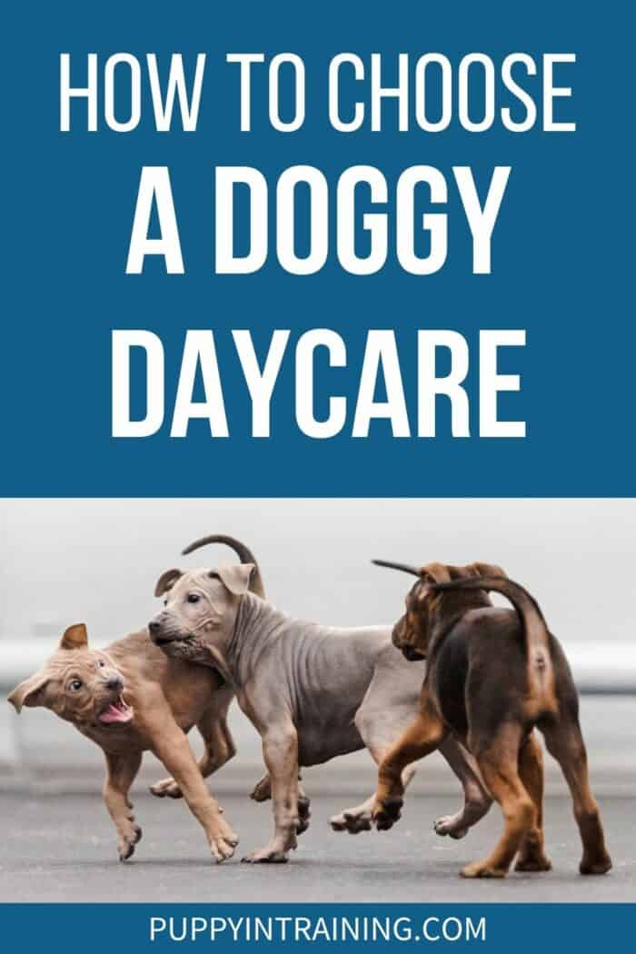 How To Choose A Doggy Daycare - 3 puppies playing at doggy daycare