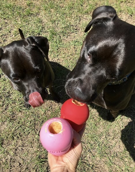 Missy (left) and Buzz (right) with their stuffed Kong toys