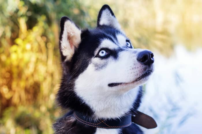 Which Dog Breeds Have Blue Eyes? - Siberian Husky with blue eyes looking up and to the side.