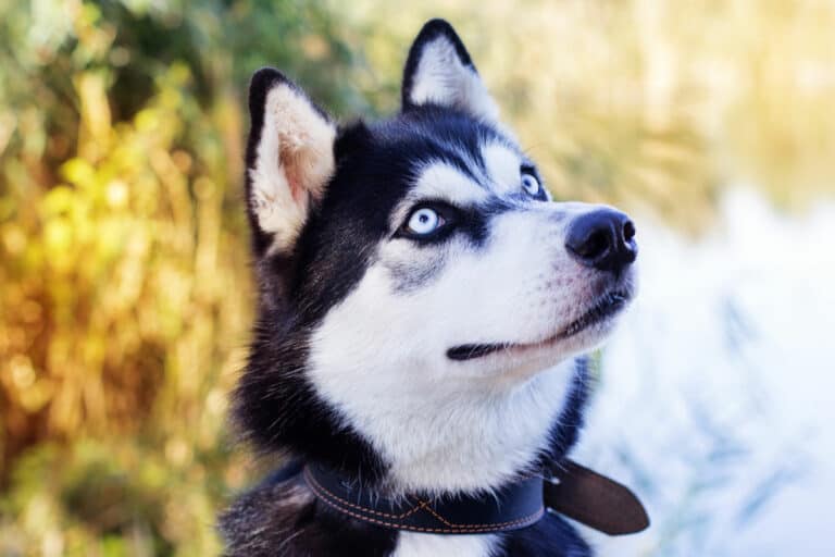 Dogs With Blue Eyes – 9 Stunning Blue-Eyed Dog Breeds