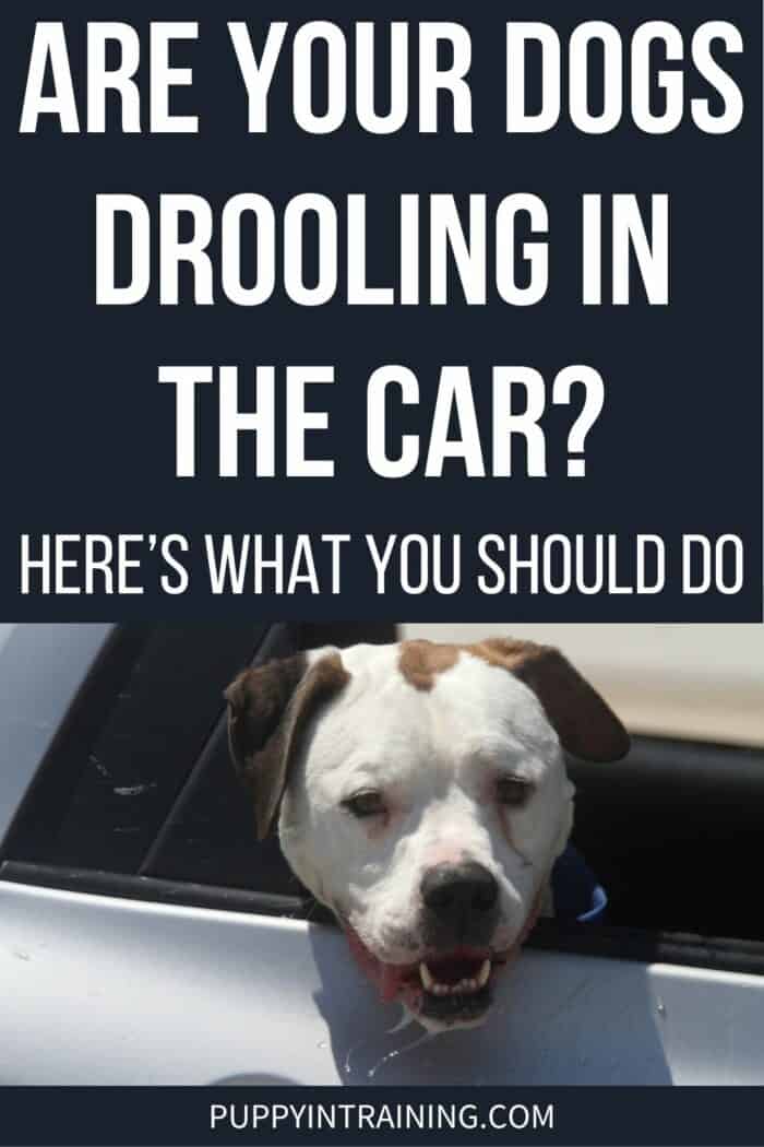 Are Your Dogs Drooling In The Car? Here's What You Should Do - dog with head out window drooling