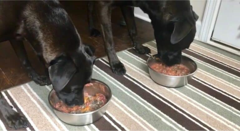 Missy, left, and Buzz, right, with their raw dog food.