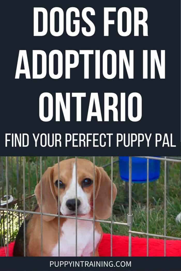 Dogs For Adoption In Ontario. Find Your Perfect Puppy Pal - Beagle looking through wire ex pen