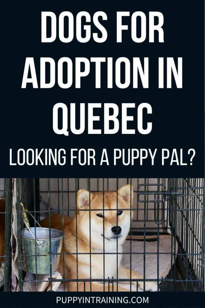 Dogs For Adoption In Quebec - Looking For A Puppy Pal?