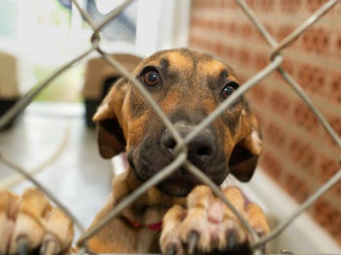 Dog Adoption - Saskatchewan - dog paws up on fence