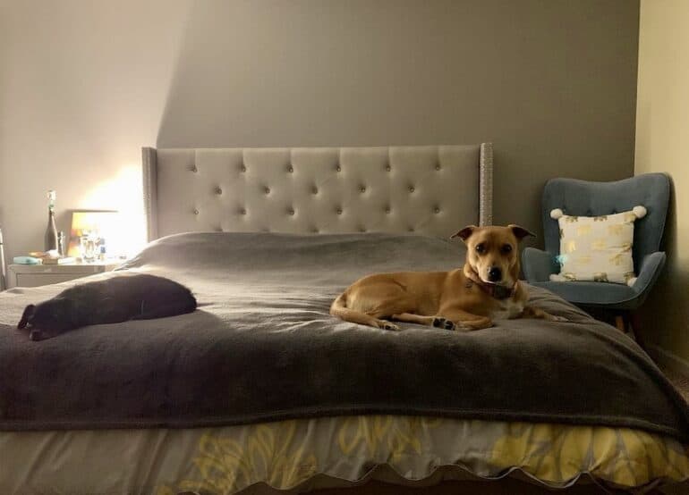 Wally (right) and my former roommate’s dog Lila (left) in my bed