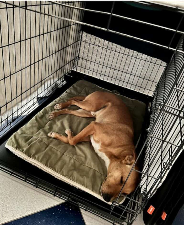 Dog sleeping in wire crate