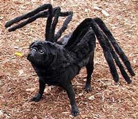 Spider Pug