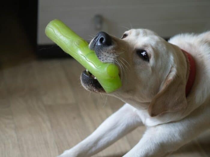 Lab Learning Drop It - toy in his mouth