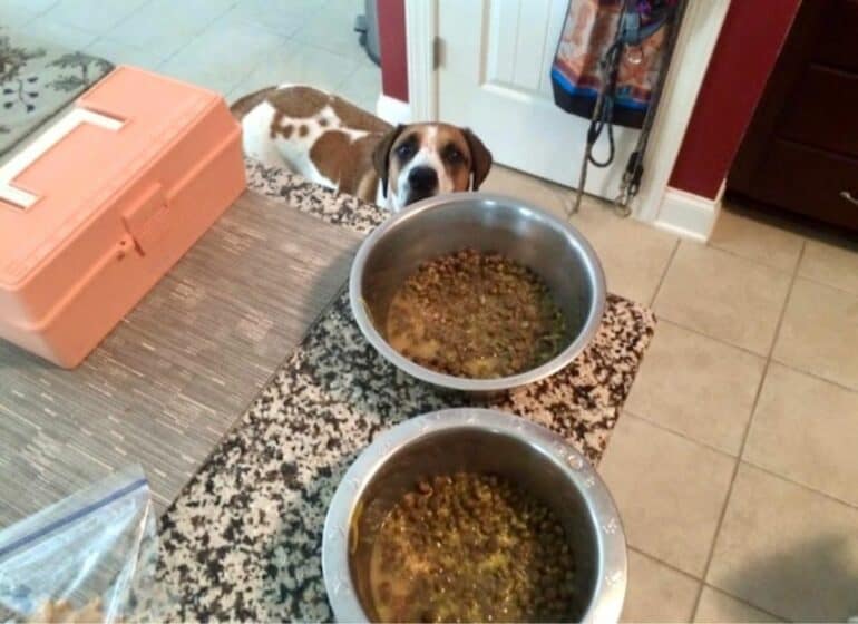 Pet sitting client Molly waiting for her kibble to soak 