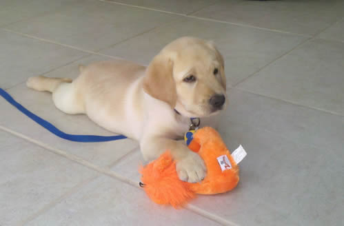 Yellow Labrador Retriever