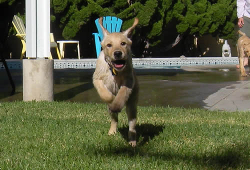 Yellow Lab Dublin in full flight