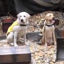 Dublin and Gentry Guide Dog Puppies