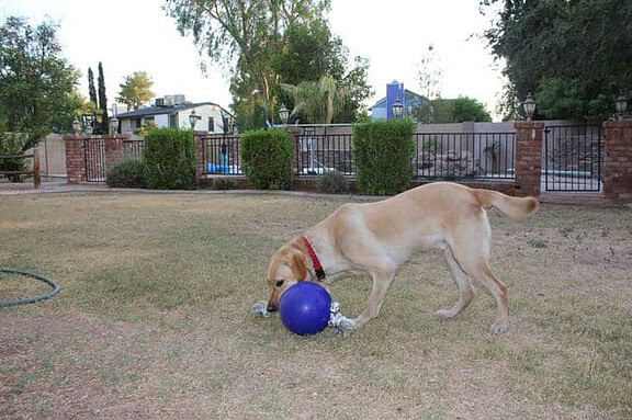 Dublin and the Jolly Ball