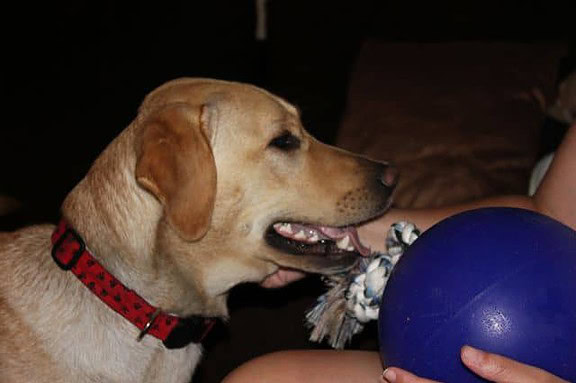 Dublin playing with his jolly ball