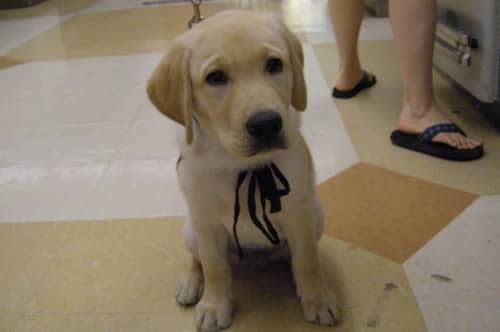 Dublin Puppy In Training