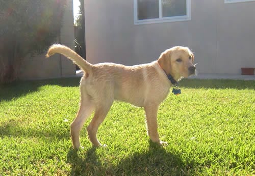 My puppy, Dublin catching some sun rays.