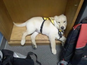 Yellow Labrador Retriever Puppy - Dublin