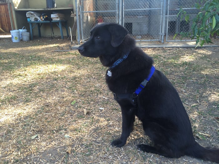 Easy Walk Dog Harness