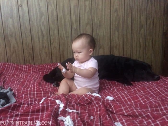 Baby Emma and Stetson on the bed with torn up Tissue