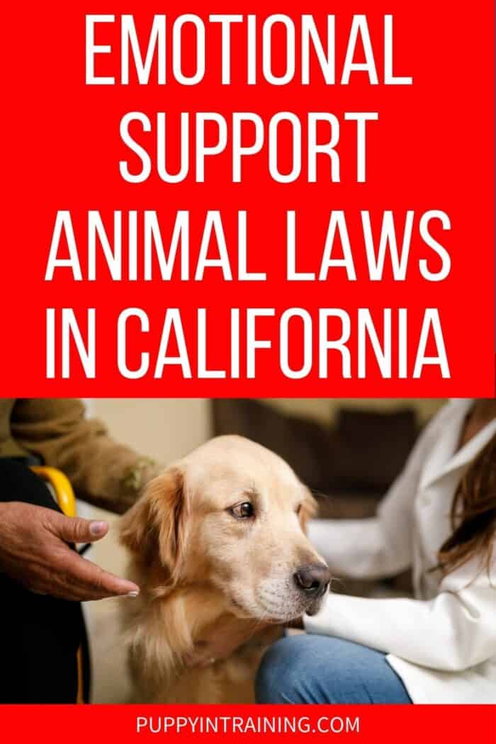 Emotional Support Animal Laws In California - ESA Golden Retriever getting attention from his owners.