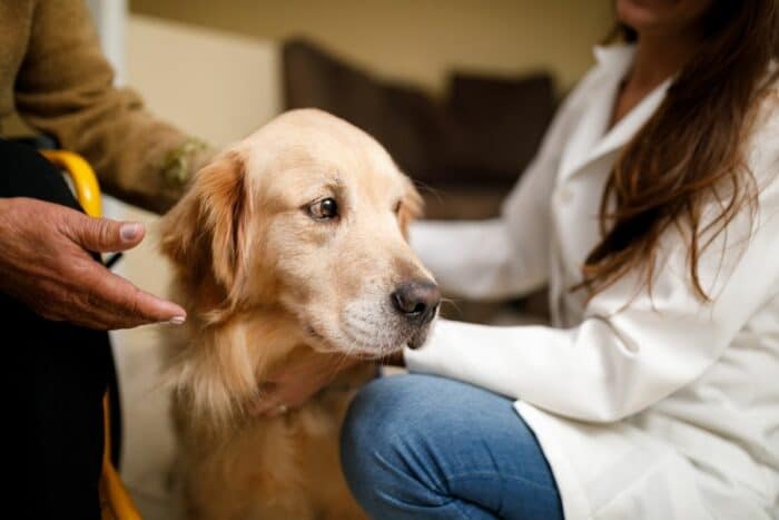 Emotional Support Dog - Golden Retriever getting attention