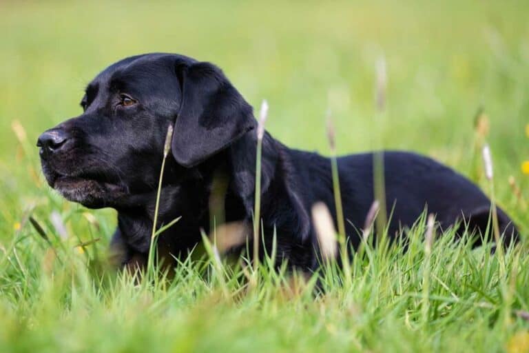 English Black Labrador Retrievers – Need To Know!