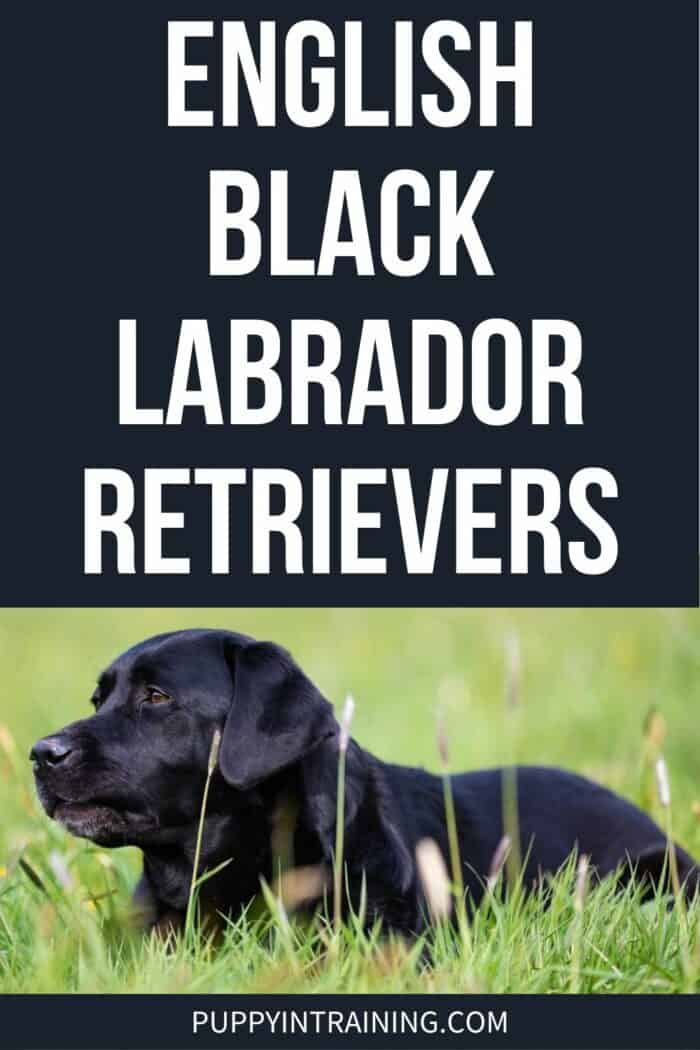 English Black Labrador Retrievers - black lab down in the grass