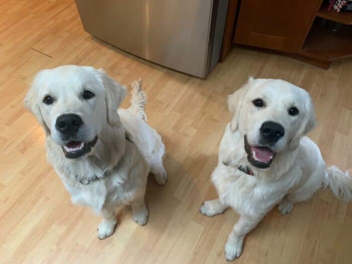 Golden Brothers - two goldens sitting together