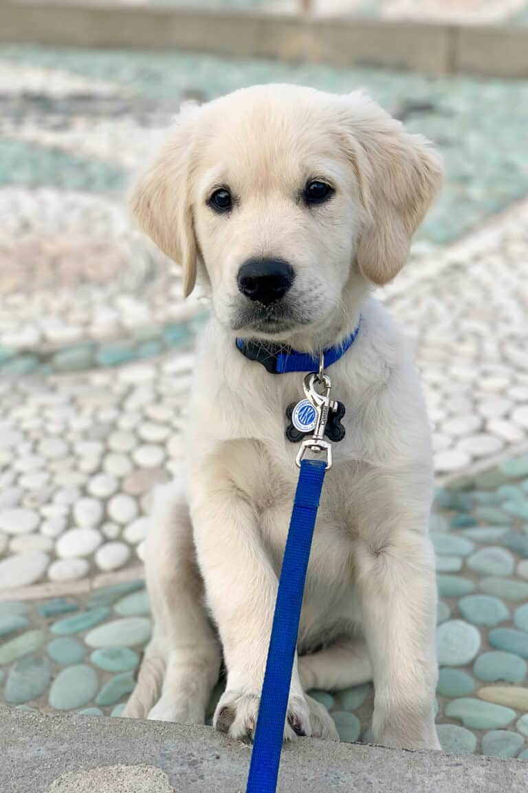 100+ Golden Retriever Dog Names – What Should You Name Your Puppy?