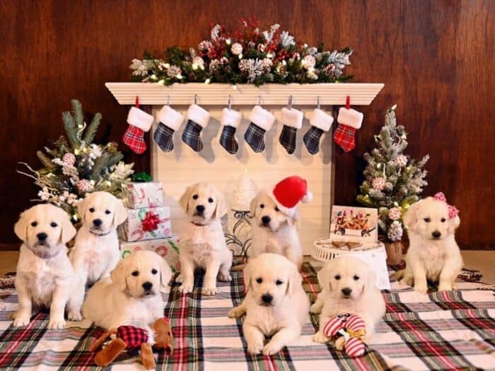 English Cream Golden Retriever Christmas Pups