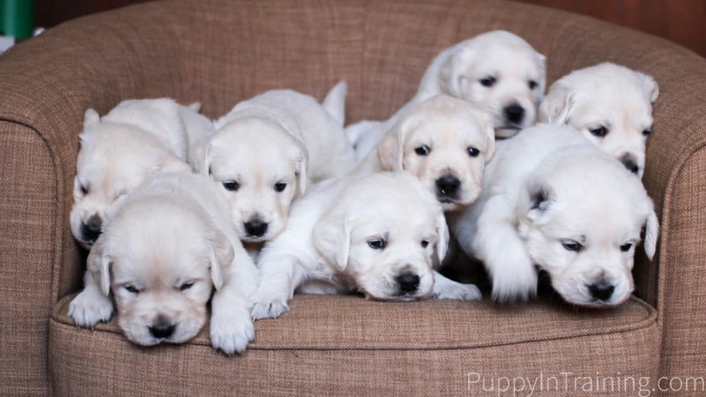 English Cream Golden Retriever Puppies Growth and Development Week 4