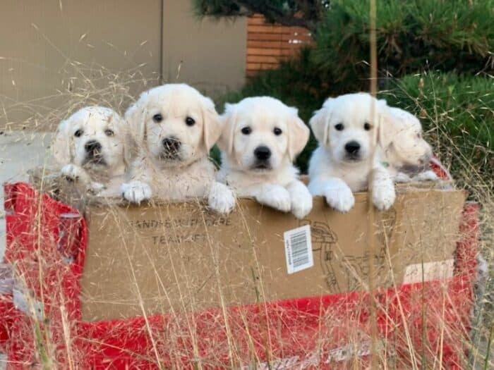 English Cream Golden Retriever Puppies