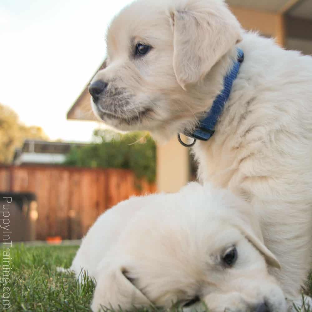 English Cream Golden Retriever Puppies Growth And Development Week 7