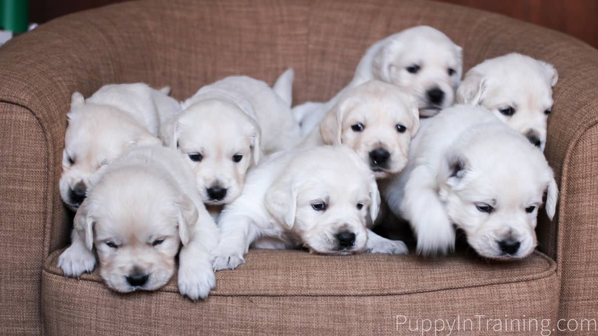 English Cream Golden Retriever Puppies Growth and Development Week 4