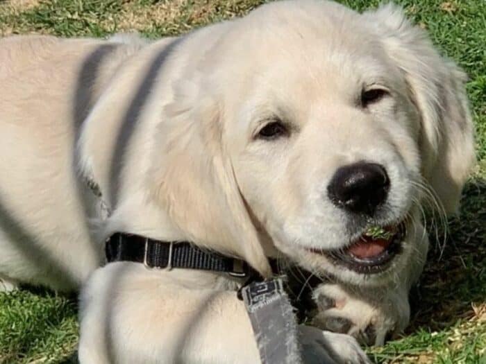 3-month-old female English Cream Golden