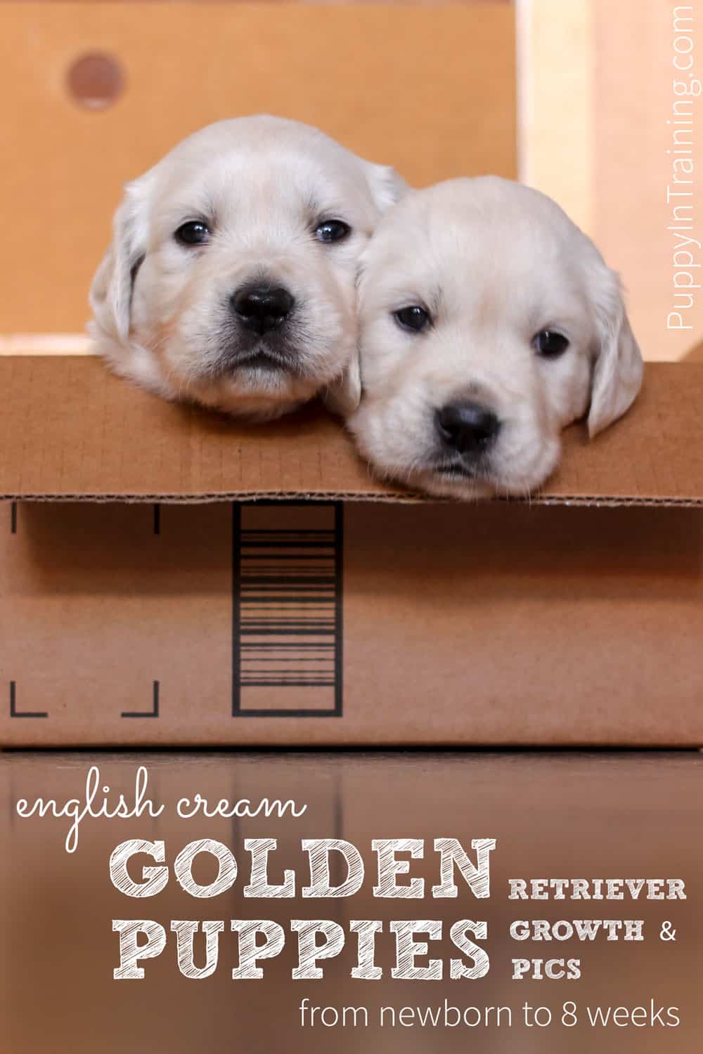 Two English Cream Golden Retriever puppies sitting in a box.