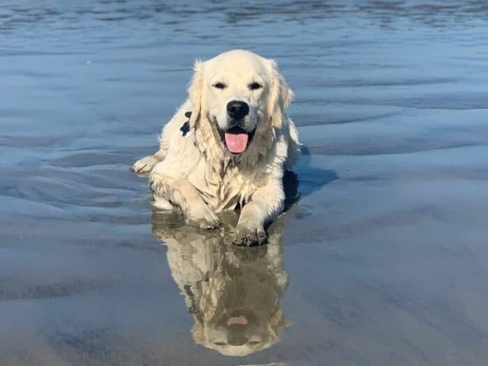 English Cream Golden Retriever At The Beach