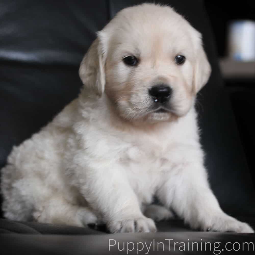 English Cream Golden Retriever Puppy Growth And Development Week 6