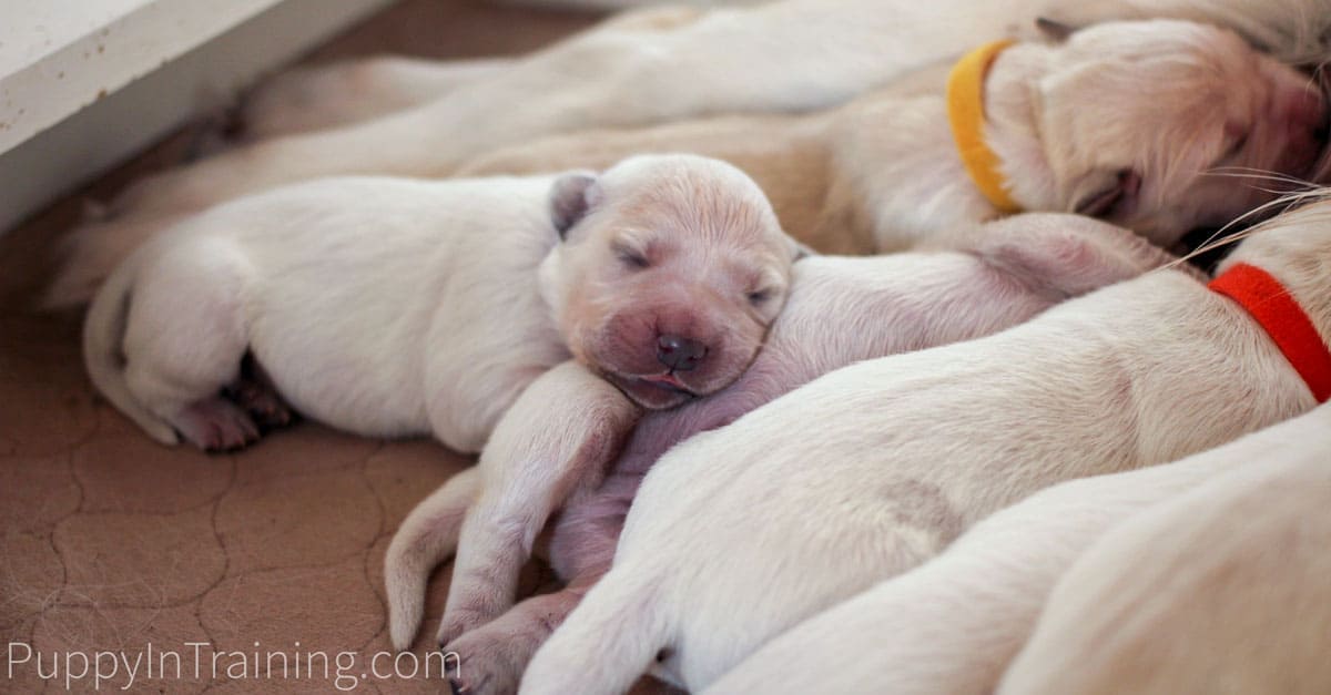 English Cream Golden Retriever Puppies Growth and Development - Week 1