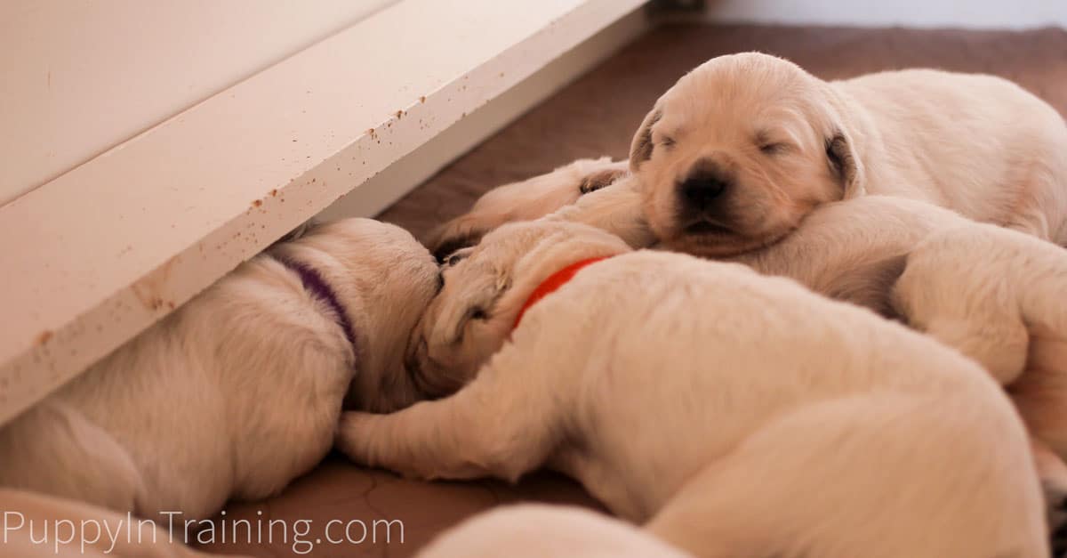 English Cream Golden Retriever Puppies Growth and Development Week 3