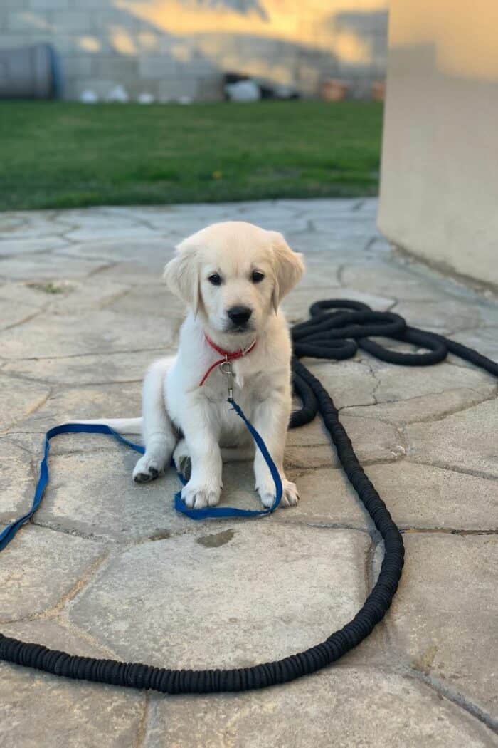 2-month-old male English Cream Golden Retriever