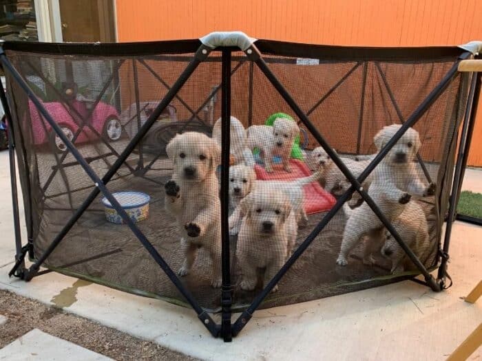 English Cream Goldens In Pet Pen