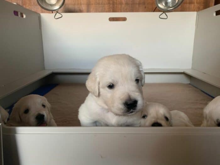 English Cream Puppies in the whelping box